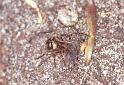 Nesticus_cellulanus_F2079_Z_75_Badhoevedorp_Nederland