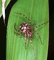 Nesticus_cellulanus_F2080_Z_88_Badhoevedorp_Nederland