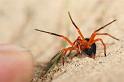 Nicodamus_peregrinus_bicolor_D3949_Z_80_Sydney_Australie
