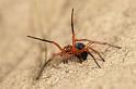 Nicodamus_peregrinus_bicolor_D3950_Z_85_Sydney_Australie