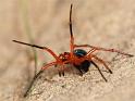 Nicodamus_peregrinus_bicolor_D3951_Z_86_Sydney_Australie