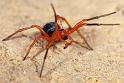 Nicodamus_peregrinus_bicolor_D3952_Z_86_Sydney_Australie