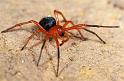 Nicodamus_peregrinus_bicolor_D3953_Z_87_Sydney_Australie