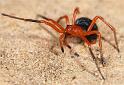 Nicodamus_peregrinus_bicolor_D3954_Z_85_Sydney_Australie