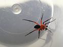 Nicodamus_peregrinus_bicolor_D4517_Z_85_-_Australie