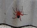 Nicodamus_peregrinus_bicolor_D5648_Z_85_Northcliffe_Australie