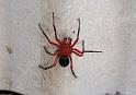 Nicodamus_peregrinus_bicolor_D5744_Z_75_Northcliffe_Australie