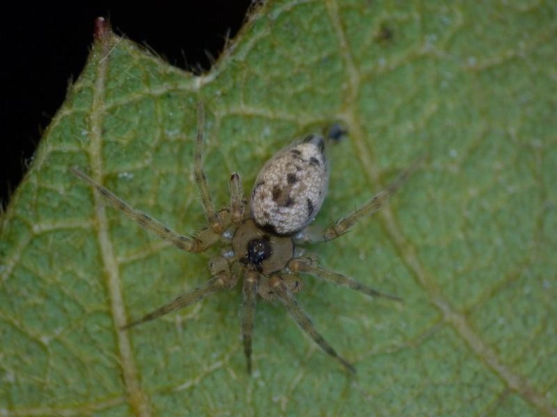 Oecobius_navus_D6503_Z_87_Brisbane_Australie.jpg