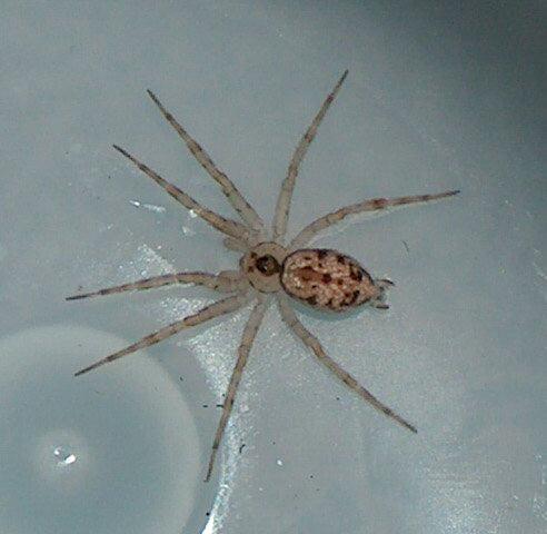 Oecobius_navus_F2277_Z_75_-_-.jpg