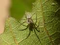 Oecobius_ZZXYX_D6412_Z_88_Brisbane_Australie