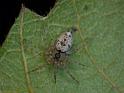 Oecobius_navus_D6503_Z_87_Brisbane_Australie