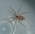 Oecobius_navus_F2277_Z_75_-_-