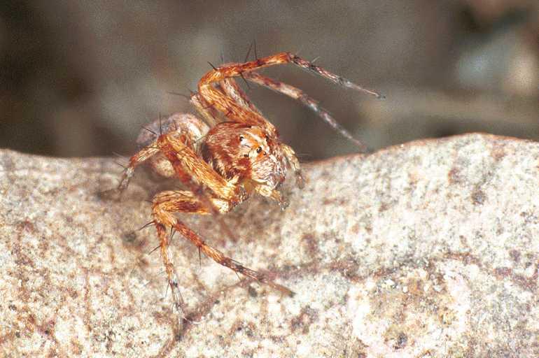 Oxyopes_ZZ102_F0587_Z_80_Carnavon_Australie.jpg