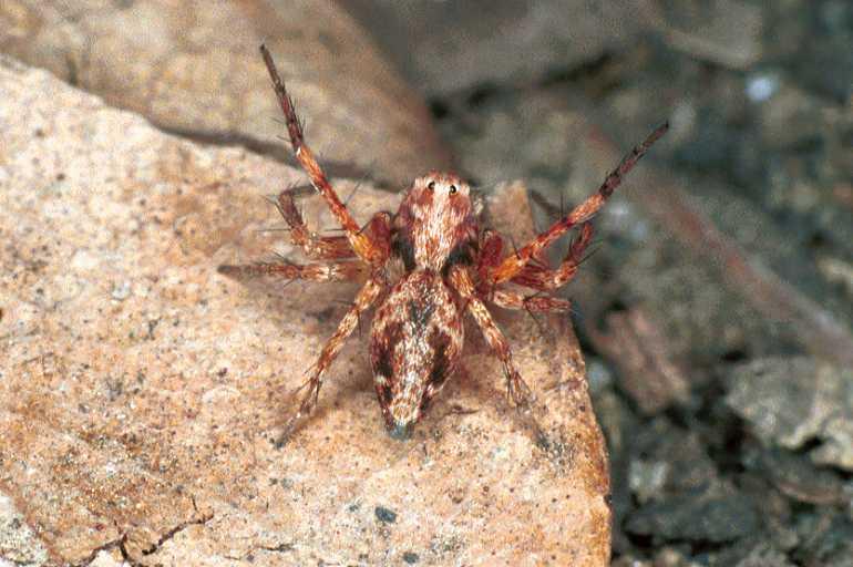 Oxyopes_ZZ102_F0588_Z_80_Carnavon_Australie.jpg