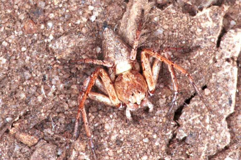 Oxyopes_ZZ103_RF0233_O_76_Emerald-Clermont_Australie.jpg