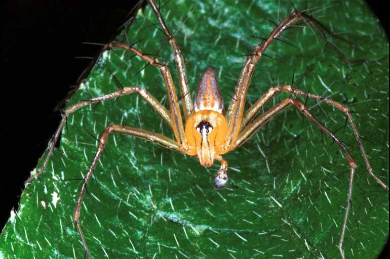 Oxyopes_ZZ104_RF0274_Z_82_Giru_Australie.jpg
