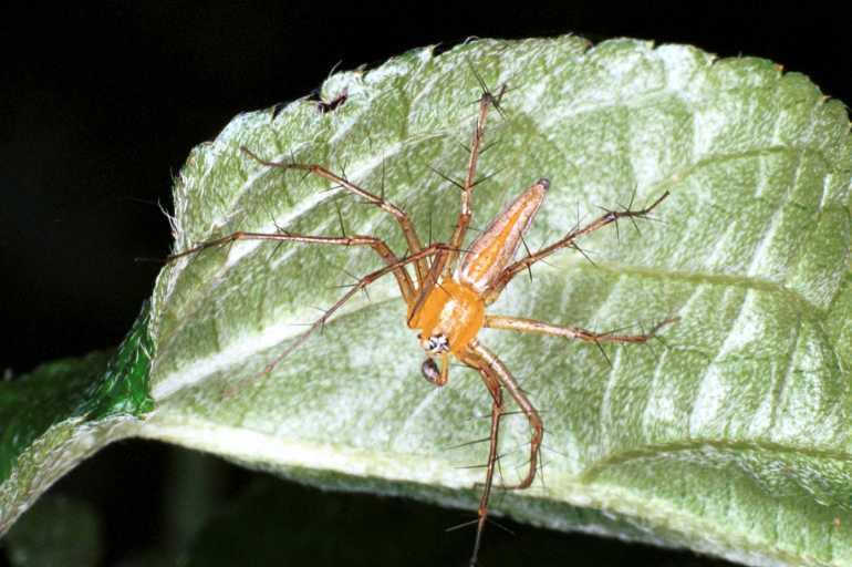 Oxyopes_ZZ104_RF0277_Z_80_Giru_Australie.jpg