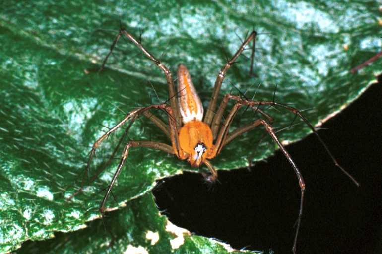Oxyopes_ZZ104_RF0350_Z_75_Giru_Australie.jpg
