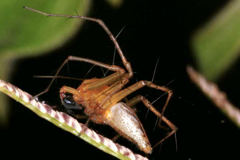 Oxyopes_ZZ107_RF0366_Z_76_Giru_Australie.jpg