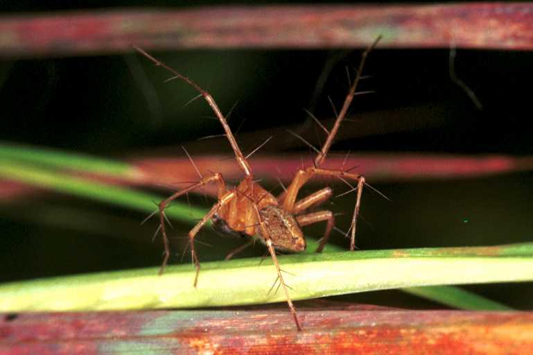Oxyopes_ZZ107_RF0392_Z_78_Giru_Australie.jpg