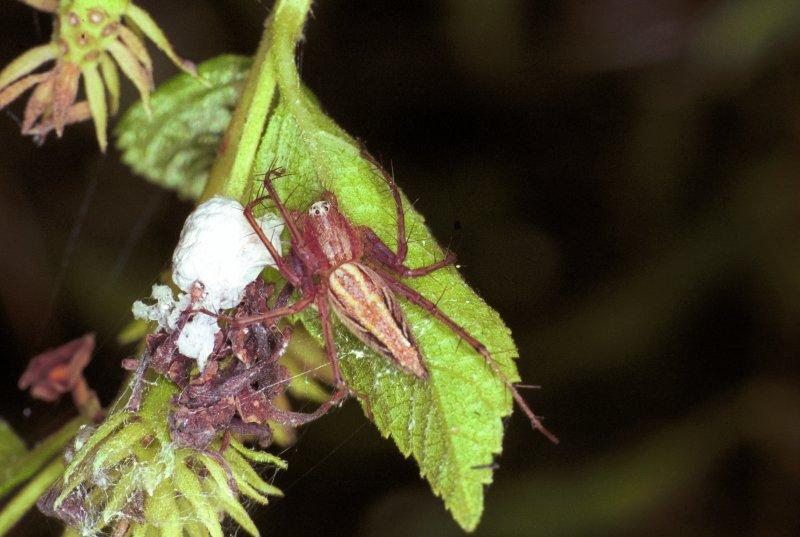 Oxyopes_ZZ153_F1801_Z_85_Litchfield_Australie.jpg