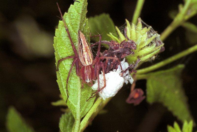 Oxyopes_ZZ153_F1802_Z_90_Litchfield_Australie.jpg