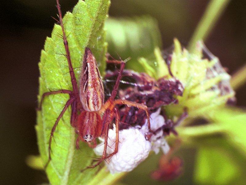 Oxyopes_ZZ153_F1803_Z_85_Litchfield_Australie.jpg