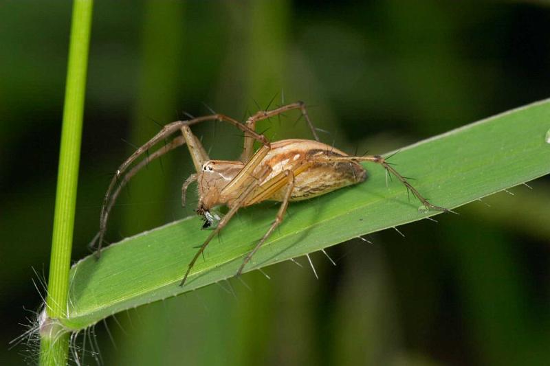 Oxyopes_elegans_D2516_Z_85_-_Australie.jpg