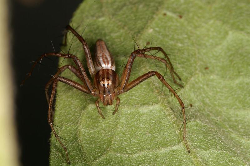Oxyopes_elegans_D5342_Z_87_Daintree-Cookstown_Australie.jpg