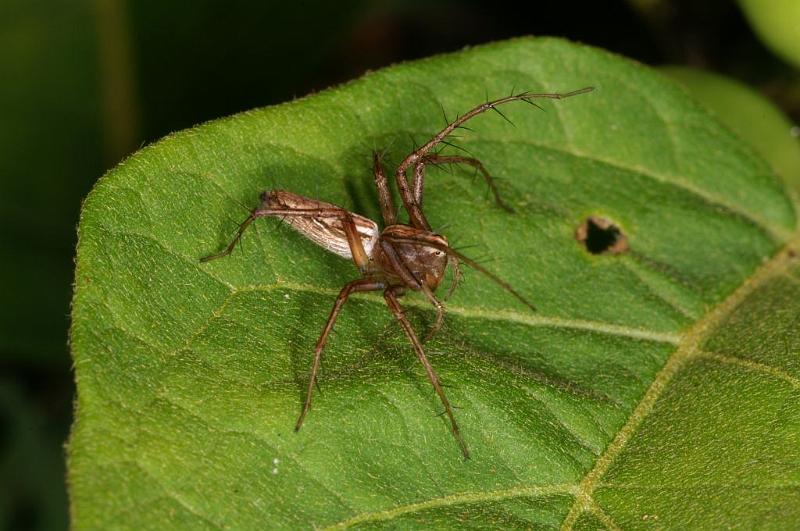 Oxyopes_elegans_D5343_Z_88_Daintree-Cookstown_Australie.jpg