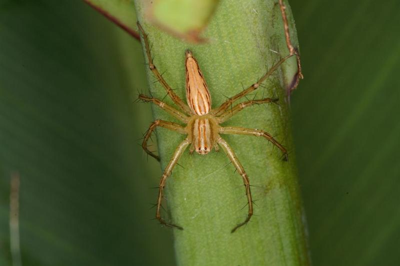 Oxyopes_elegans_D5382_Z_91_Giru_Australie.jpg