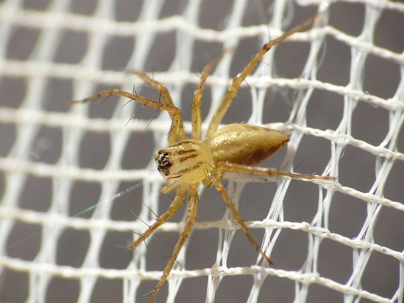 Oxyopes_elegans_D6628_Z_88_Brisbane_Australie.jpg