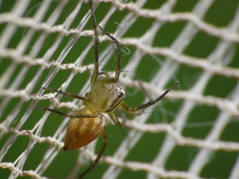 Oxyopes_elegans_D6656_Z_89_Brisbane_Australie.jpg