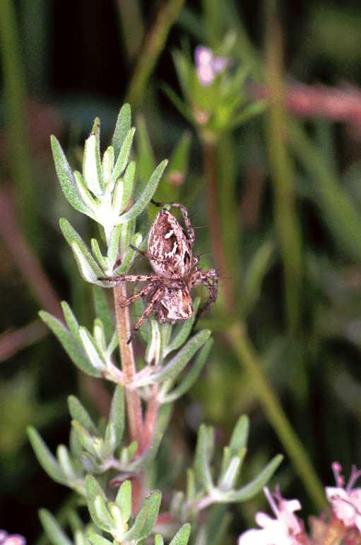 Oxyopes_heterophthalmus_F0978_Z_86_Guzargues_Frankrijk.jpg