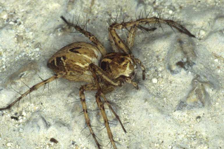 Oxyopes_heterophthalmus_P0384_Z_90_Soube_Frankrijk.jpg