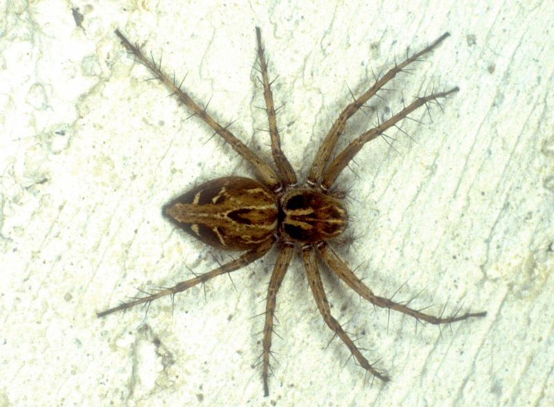 Oxyopes_heterophthalmus_P0386_Z_88_Soube_Frankrijk.jpg