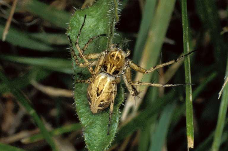 Oxyopes_heterophthalmus_P0391_Z_90_Soube_Frankrijk.jpg