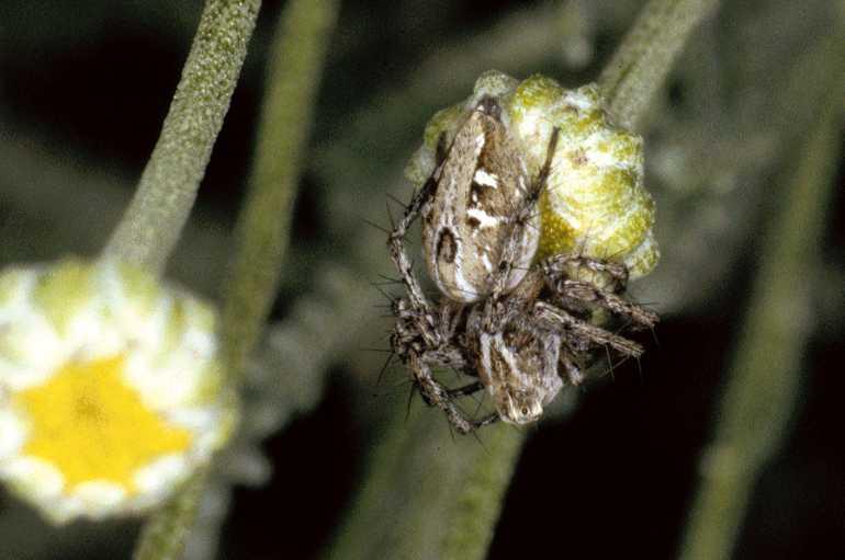 Oxyopes_heterophthalmus_P0394_Z_90_Soube_Frankrijk.jpg