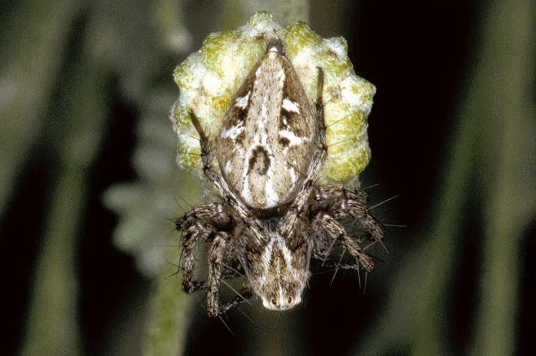 Oxyopes_heterophthalmus_P0395_Z_90_Soube_Frankrijk.jpg