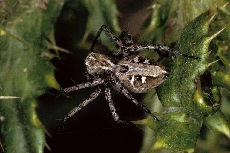 Oxyopes_heterophthalmus_P0396_Z_90_Soube_Frankrijk.jpg