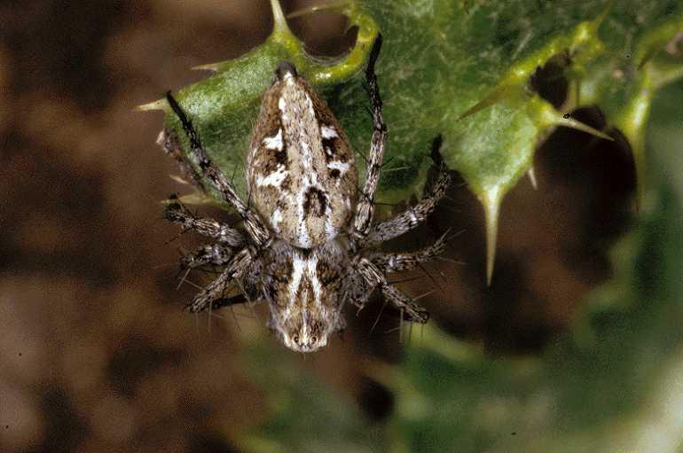 Oxyopes_heterophthalmus_P0397_Z_90_Soube_Frankrijk.jpg