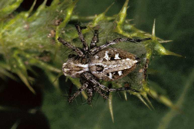 Oxyopes_heterophthalmus_P0398_Z_90_Soube_Frankrijk.jpg