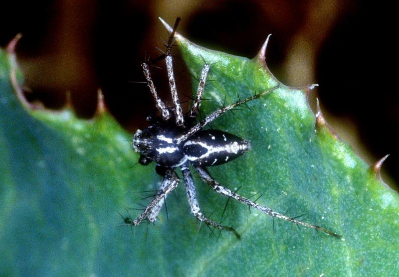 Oxyopes_heterophthalmus_P0399_Z_85_Soube_Frankrijk.jpg