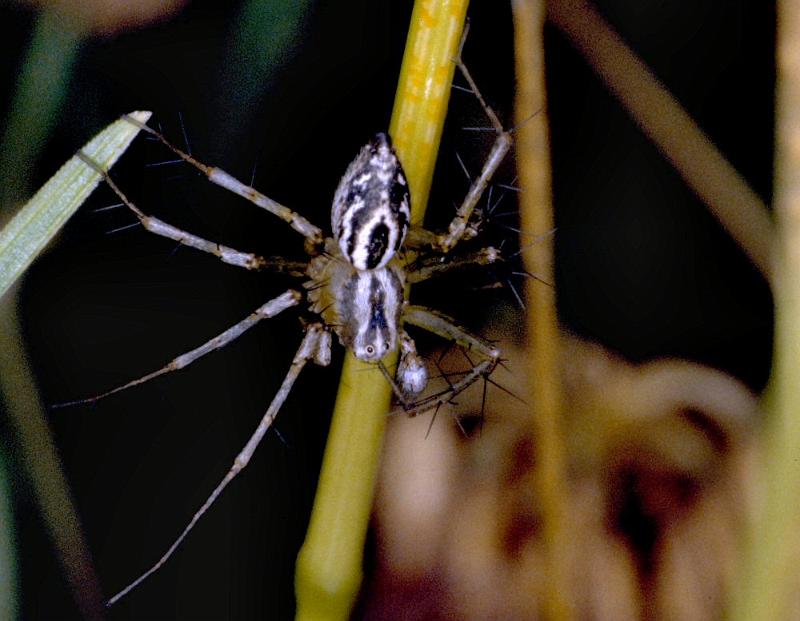Oxyopes_heterophthalmus_P0402_Z_86_Soube_Frankrijk.jpg