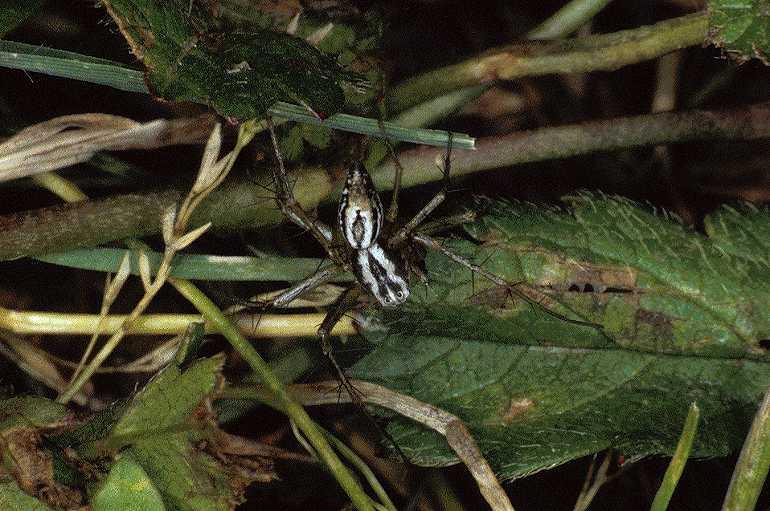Oxyopes_heterophthalmus_P0403_Z_90_Soube_Frankrijk.jpg
