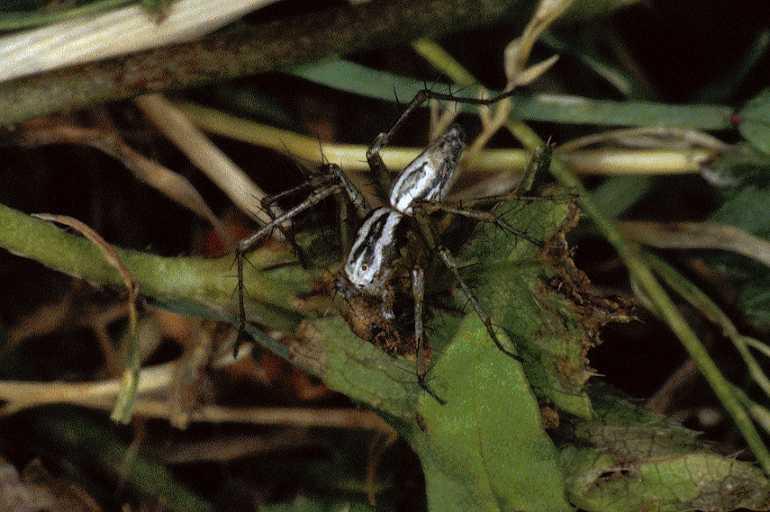 Oxyopes_heterophthalmus_P0404_Z_90_Soube_Frankrijk.jpg
