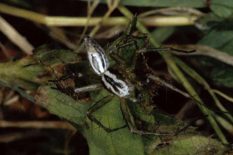 Oxyopes_heterophthalmus_P0405_Z_82_Soube_Frankrijk.jpg