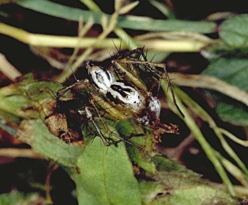 Oxyopes_heterophthalmus_P0406_Z_82_Soube_Frankrijk.jpg