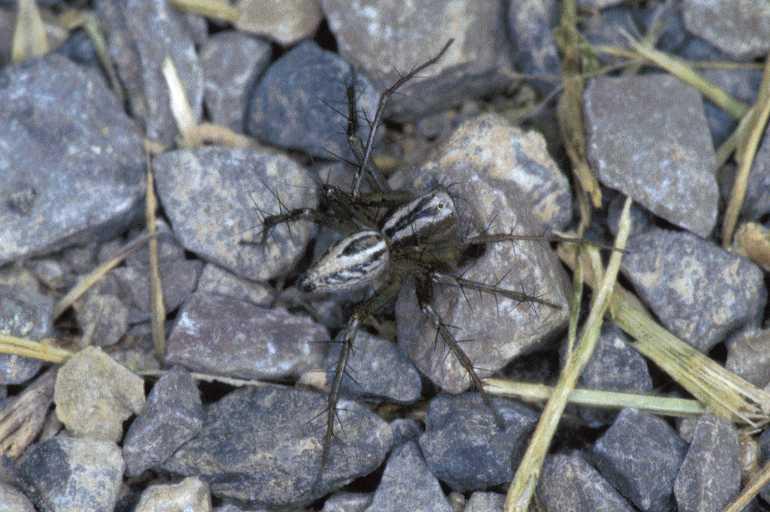 Oxyopes_heterophthalmus_P0829_Z_88_-_Frankrijk.jpg