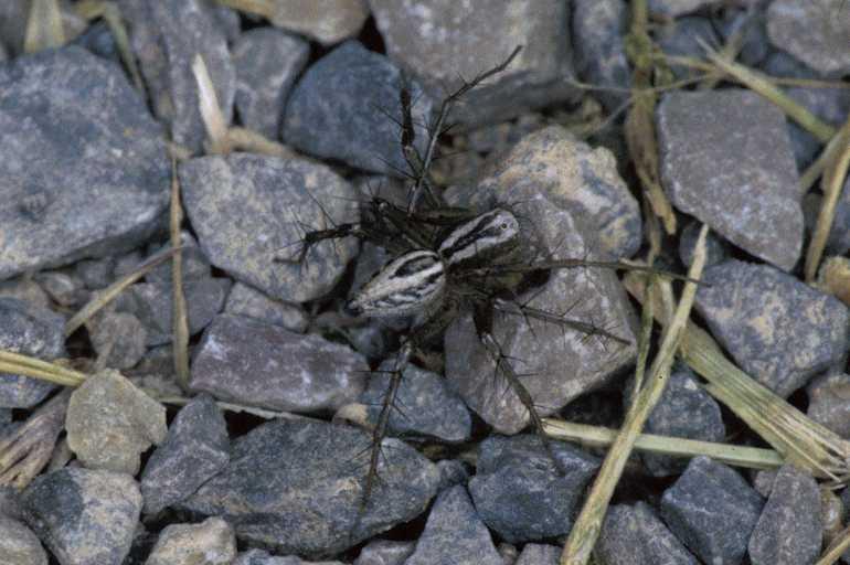 Oxyopes_heterophthalmus_P0830_Z_85_-_Frankrijk.jpg